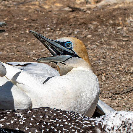 Southern, Australasian Gannet