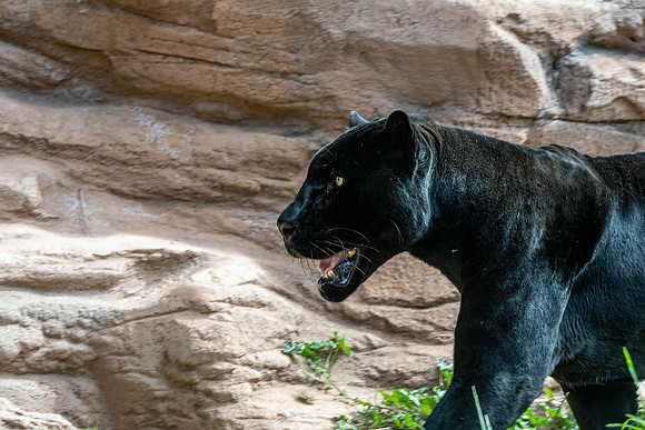 Black jaguar