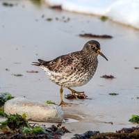 Purple sandpiper