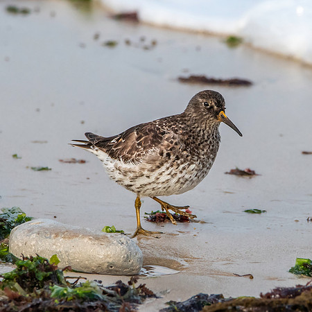 Purple sandpiper