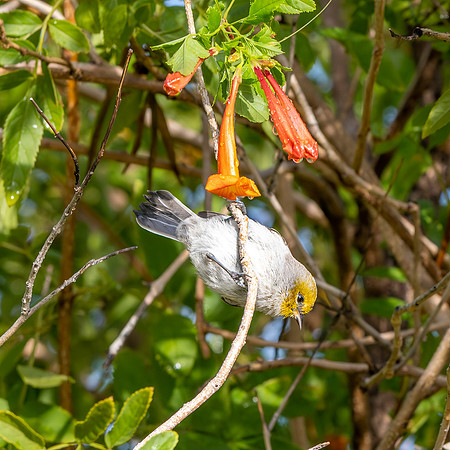Verdin