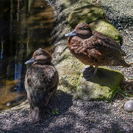 Brown teal / Pāteke