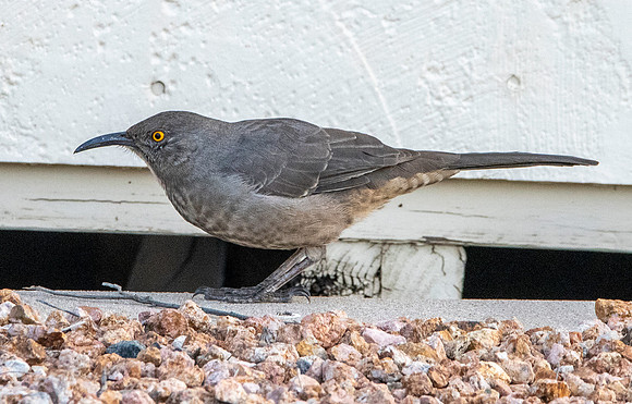 Curve-billed thrasher