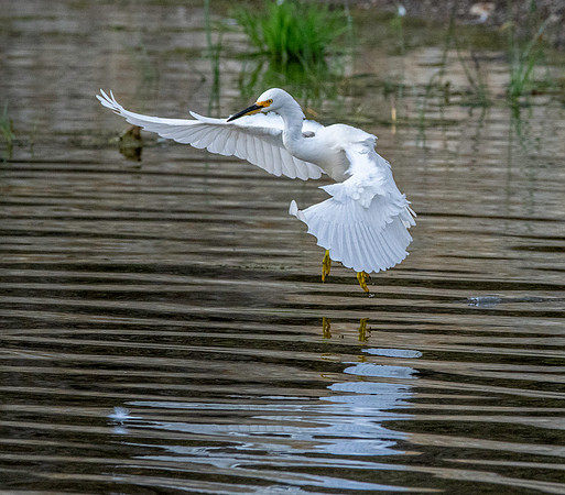Snowy egret