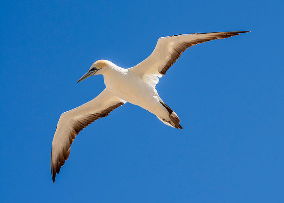 Southern, Australasian Gannet