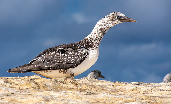 Southern, Australasian Gannet