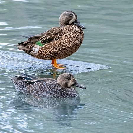 Blue winged teal