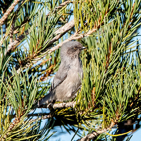 Bushtit