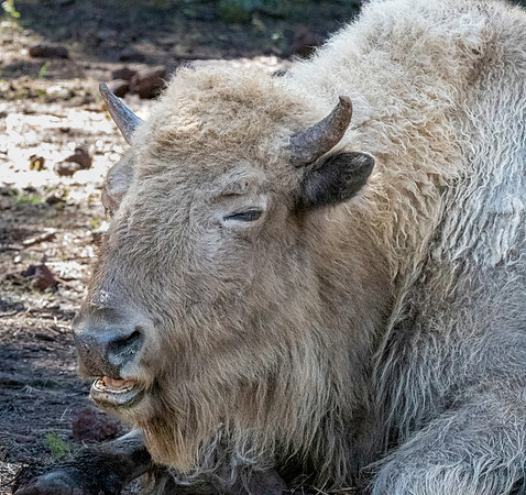 White bison
