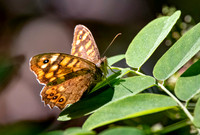 Speckled wood