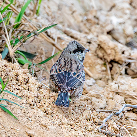 White capped bunting, male