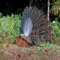 Indian peafowl