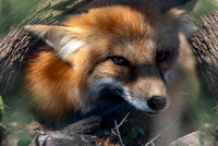 Red fox