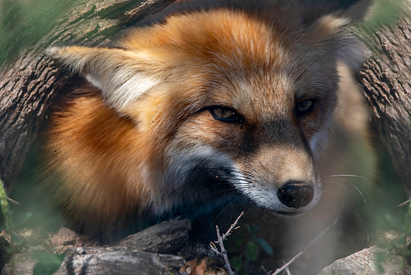 Red fox