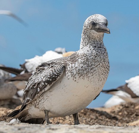 Southern, Australasian Gannet, immature