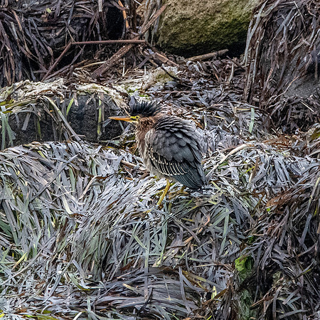 Green heron, juvenile