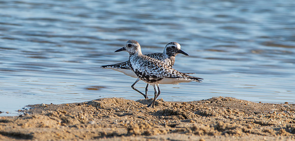 Black bellied plover