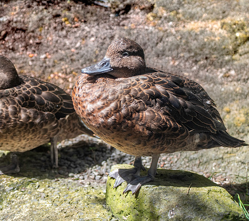 Brown teal / Pāteke