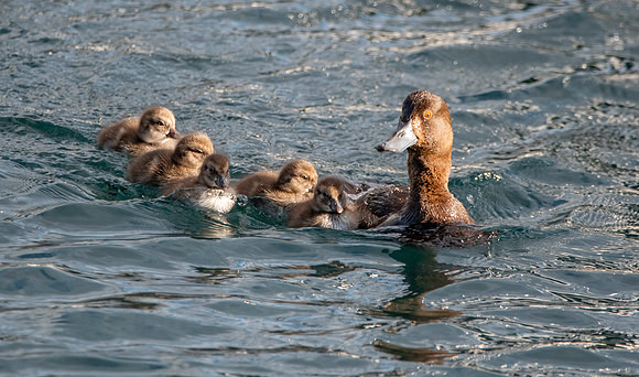 New Zealand scaup / pāpango