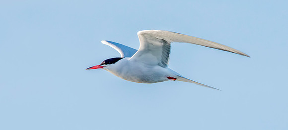 Common tern