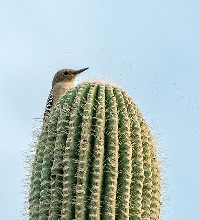 Gila woodpecker