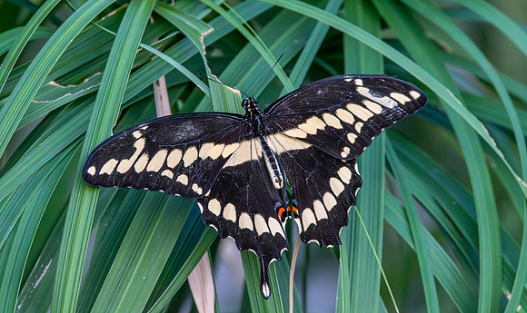 Giant swallowtail