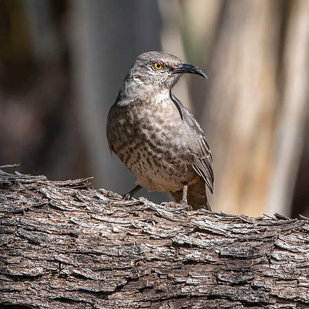 Curve-billed thrasher