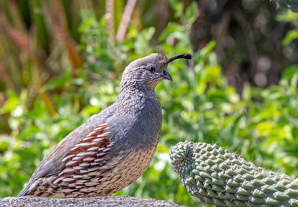 Gambel's Quail
