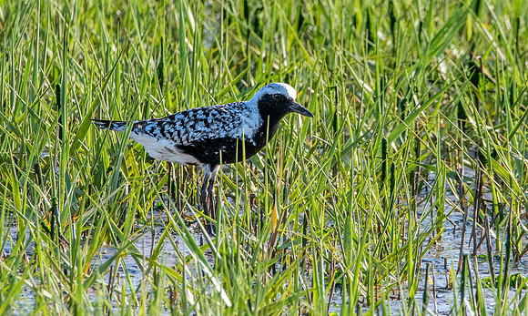 Black bellied plover