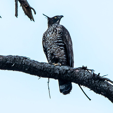 Mountain hawk eagle