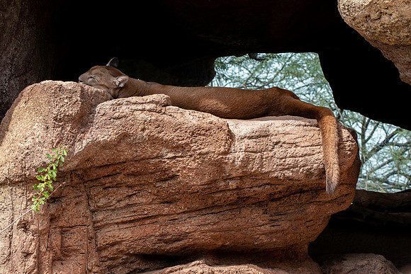 Mountain lion/ cougar/puma/panther