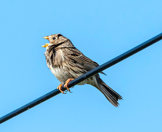 Corn bunting
