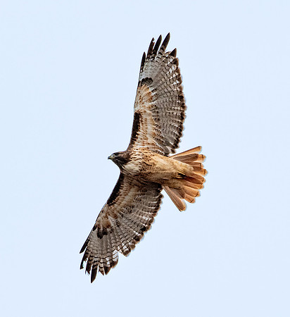 Red tailed hawk
