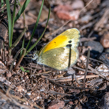 Dainty sulphur