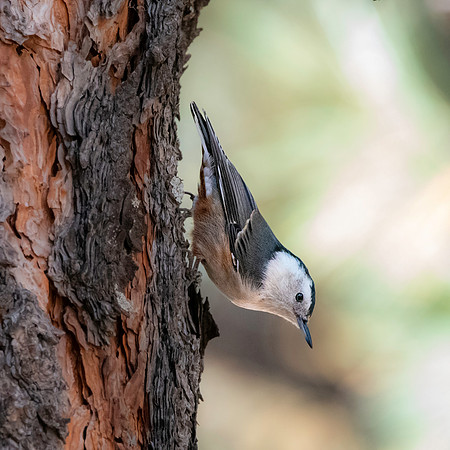 White breasted nuthatch