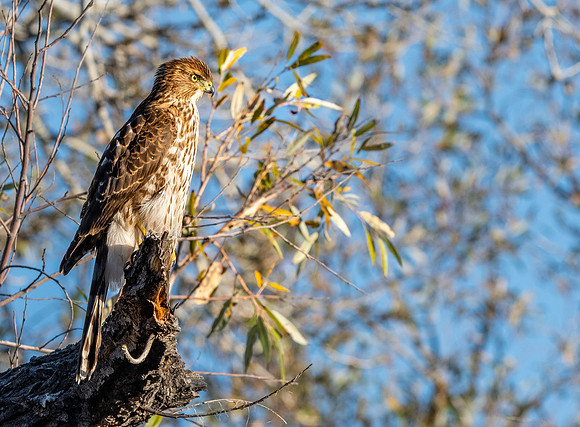 Cooper's hawk