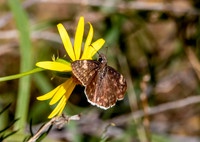 Funereal duskywing