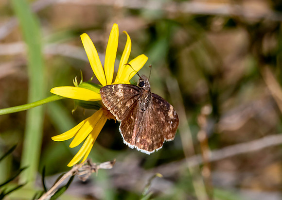 Funereal duskywing
