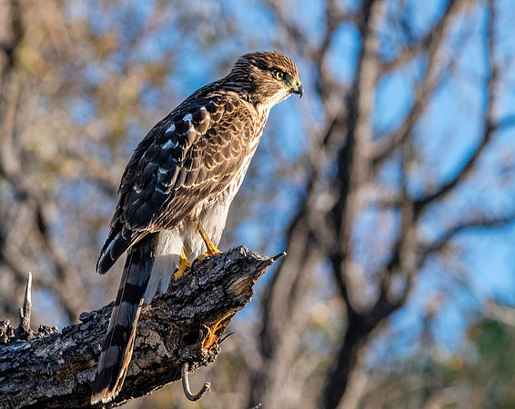 Cooper's hawk