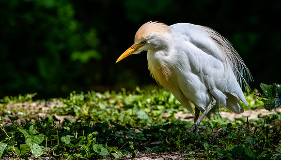Cattle egret