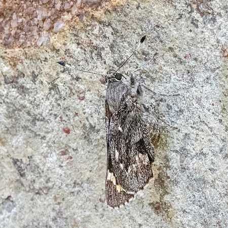 Arizona giant skipper