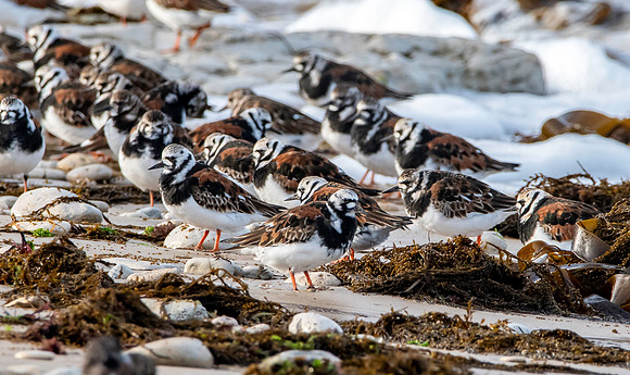 Ruddy turnstone