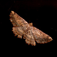 Barred coprosna moth