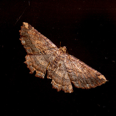 Barred coprosna moth