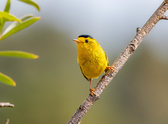 Wilson's warbler