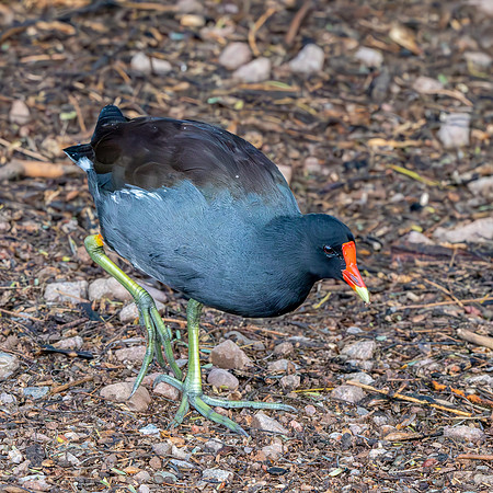 Common gallinule