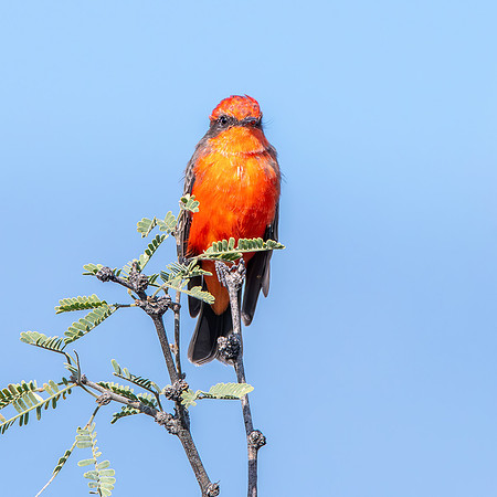 Vermillion flycatcher