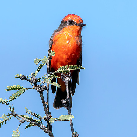 Vermillion flycatcher