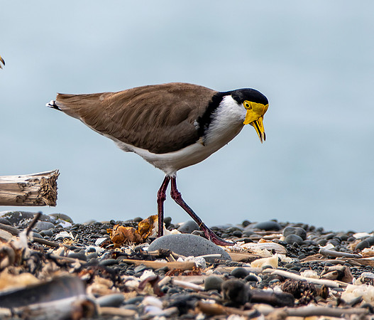 Masked plover / masked lapwing