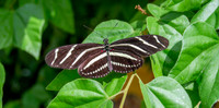 Zebra longwing